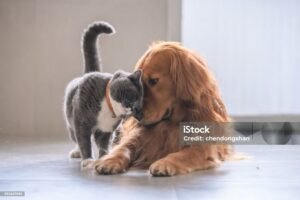 Interactive Pet Toy